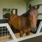 Brown horse standing in Converted shed stable stall. Beaudesert Qld steel stable bay with mesh upper panels.