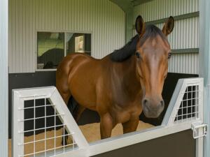 Brown horse standing in Converted shed stable stall. Beaudesert Qld steel stable bay with mesh upper panels.