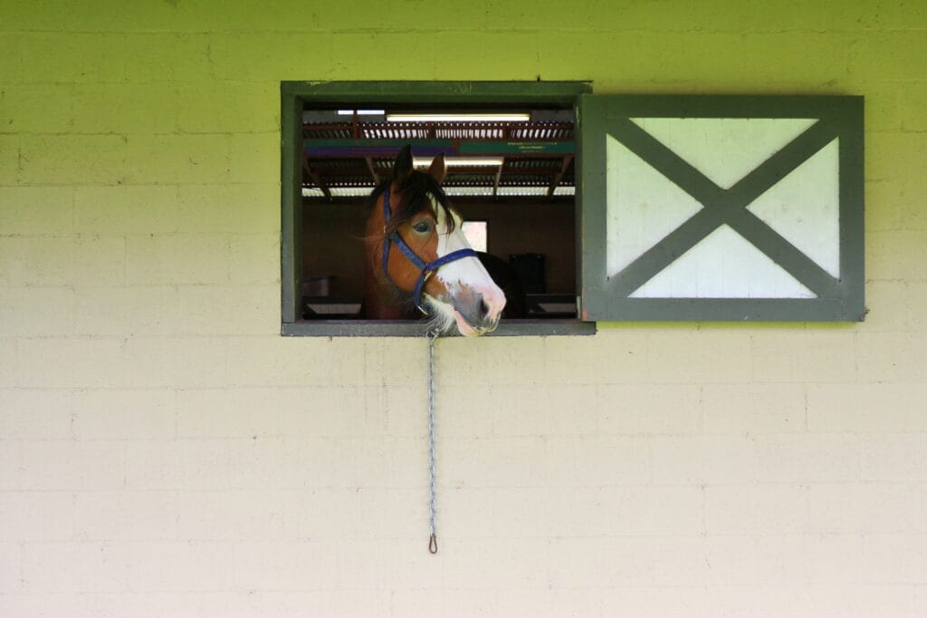 A horse looking out of the stable