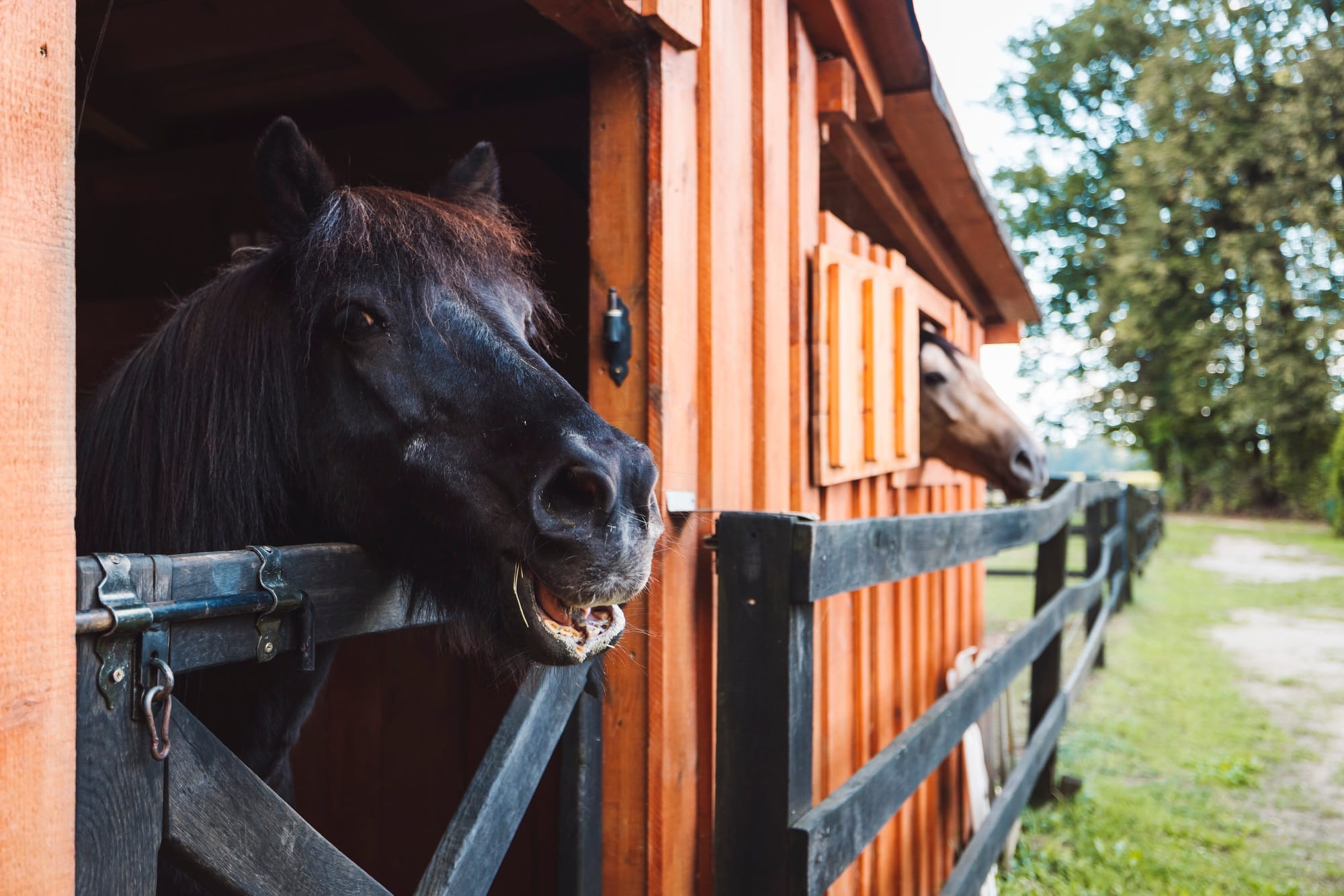 Black horse looking out the stables at the ranch
