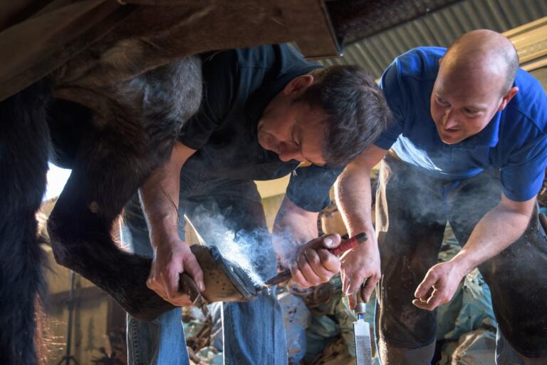 Farriers fitting horse with horseshoes