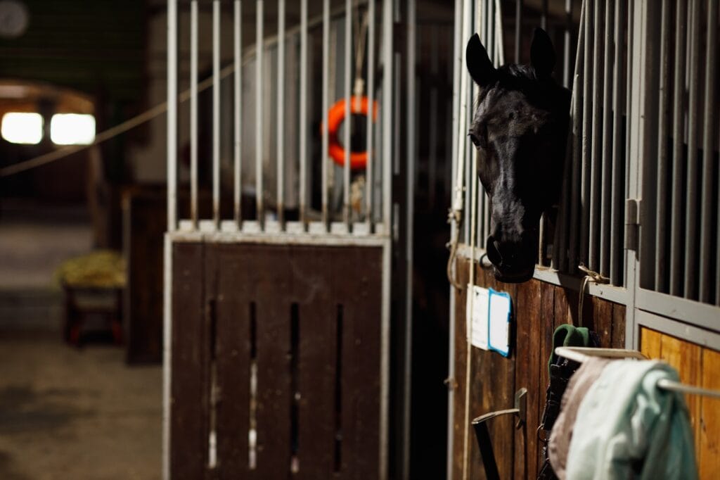 Head of horse looking over the doors in the stable