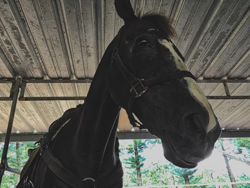 Close up of a Horse in a retrofitted stable enclosure