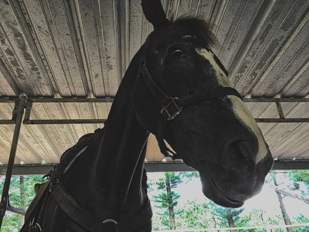 Close up of a Horse in a retrofitted stable enclosure