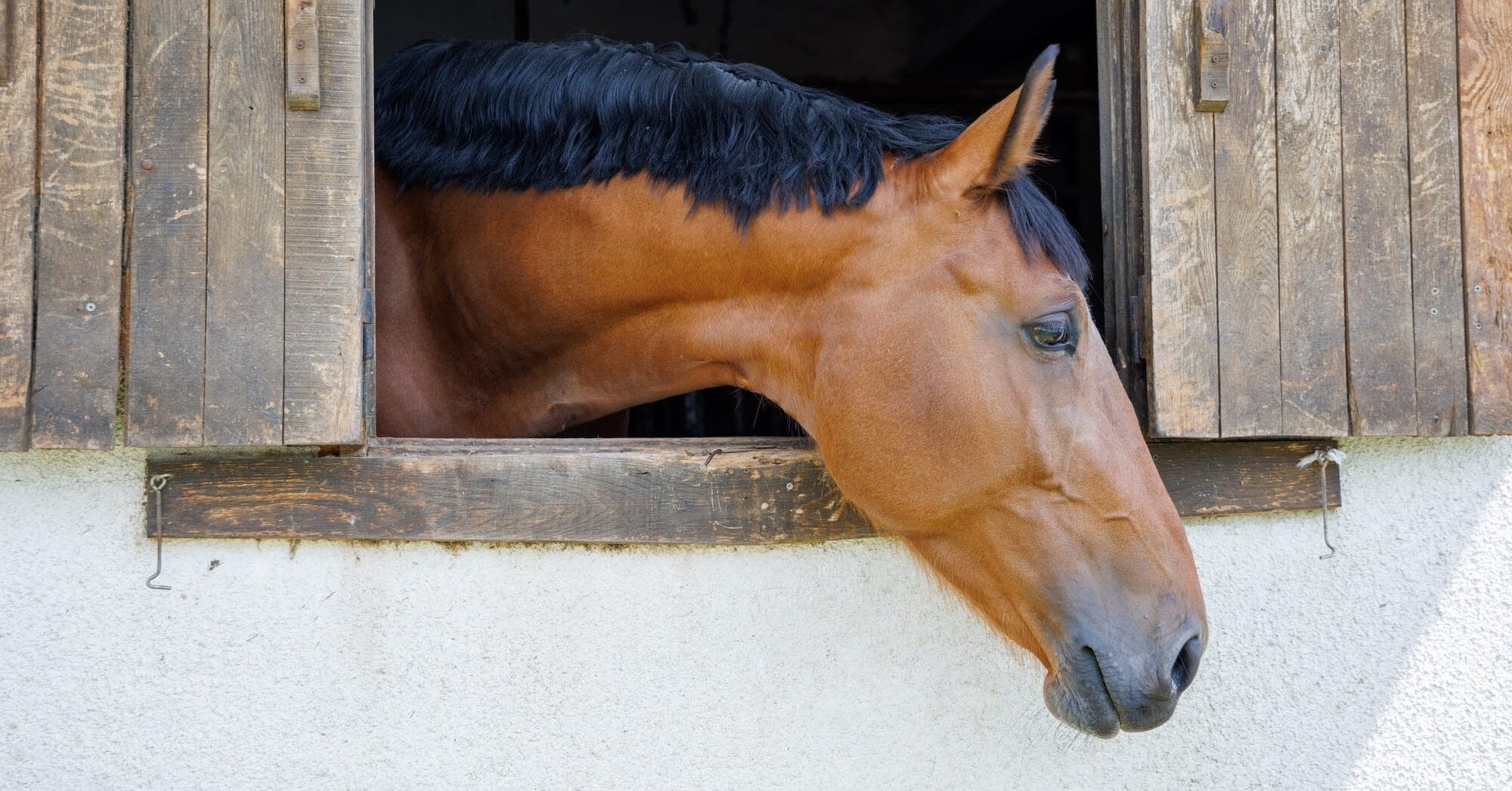 Horse with shiny dark mane sticks its head out of window in stall in stable