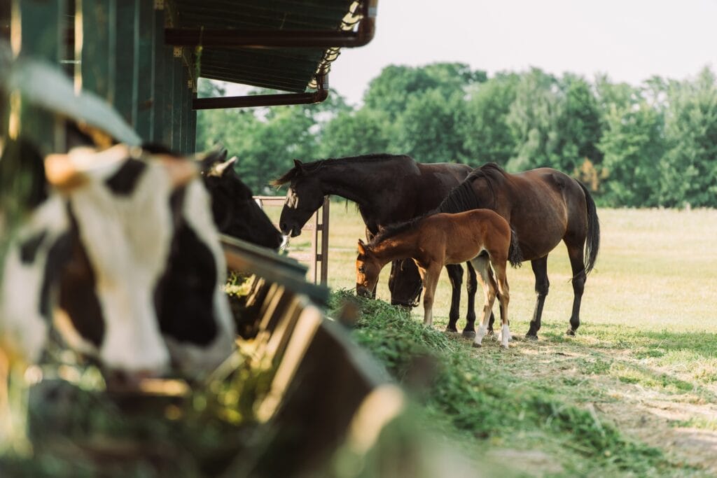 Three horses with a foal, near the Foaling Stalls
