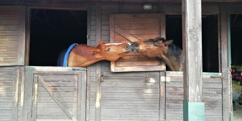 View of two brown horses kissing in an adjacent stable in a horse structure