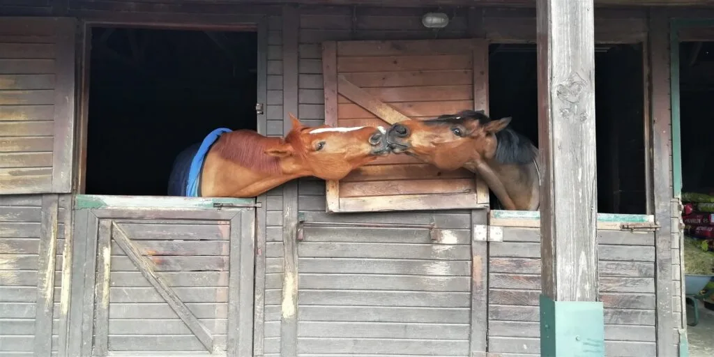 View of two brown horses kissing in an adjacent stable in a horse structure