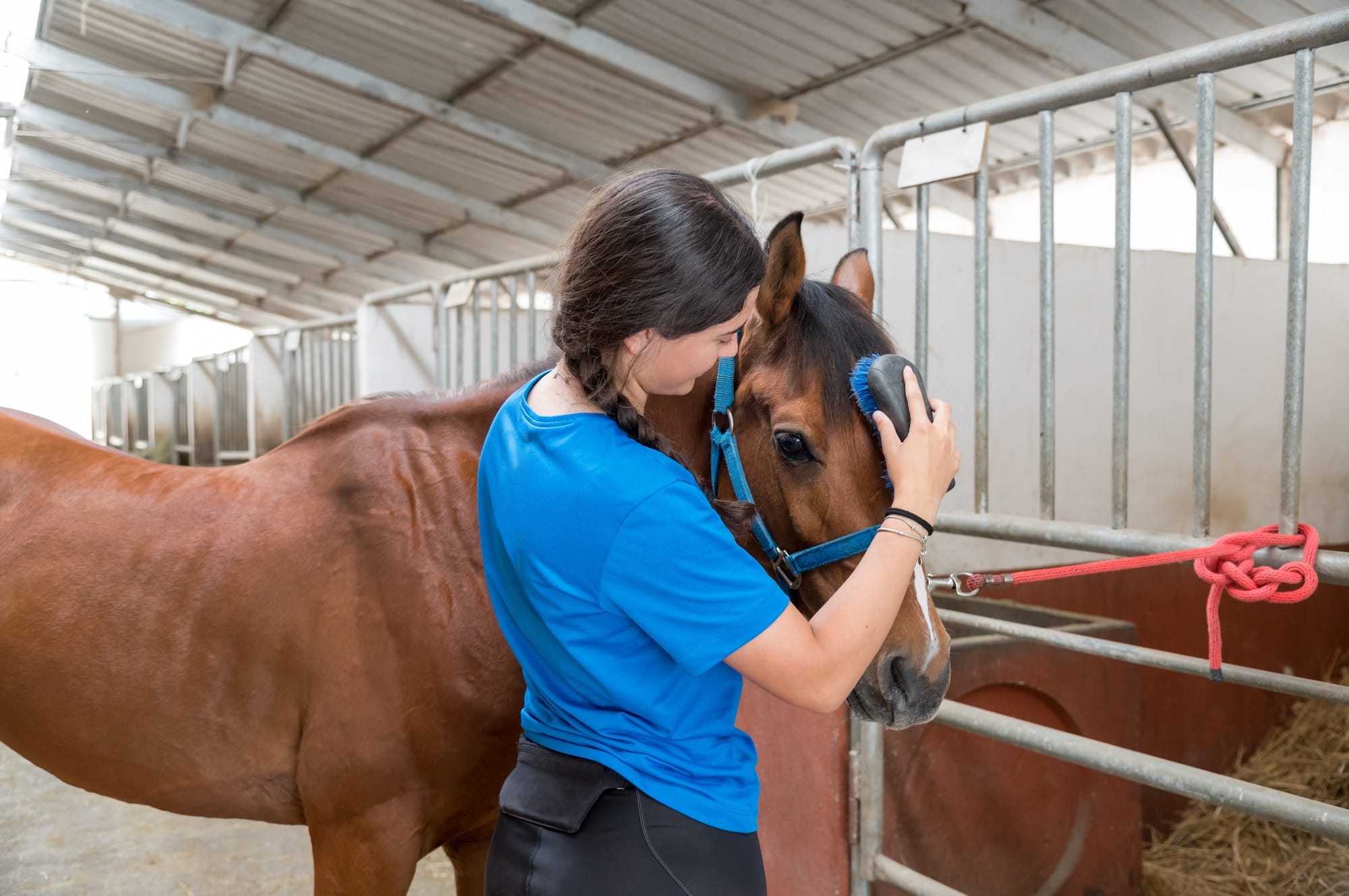 Young woman brushing horse in stable