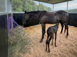 mare and foal inside steel horse stable with ply kickboards and mesh upper panels feeding hay