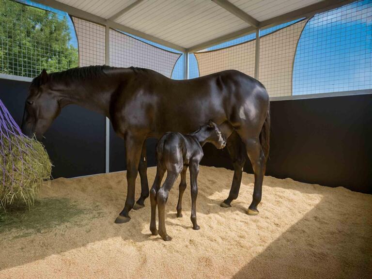 Foal nursing from mare inside well-ventilated horse stable