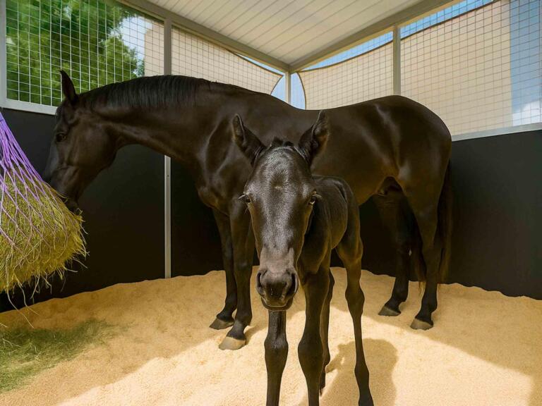 Black mare and foal in stable.