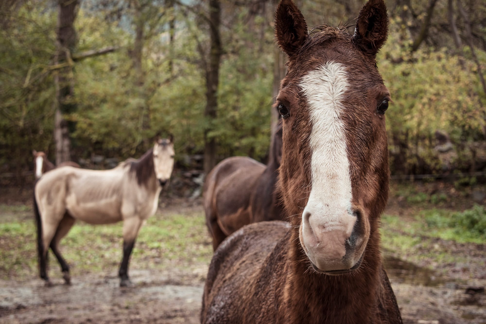 Portrait of a brown horse
