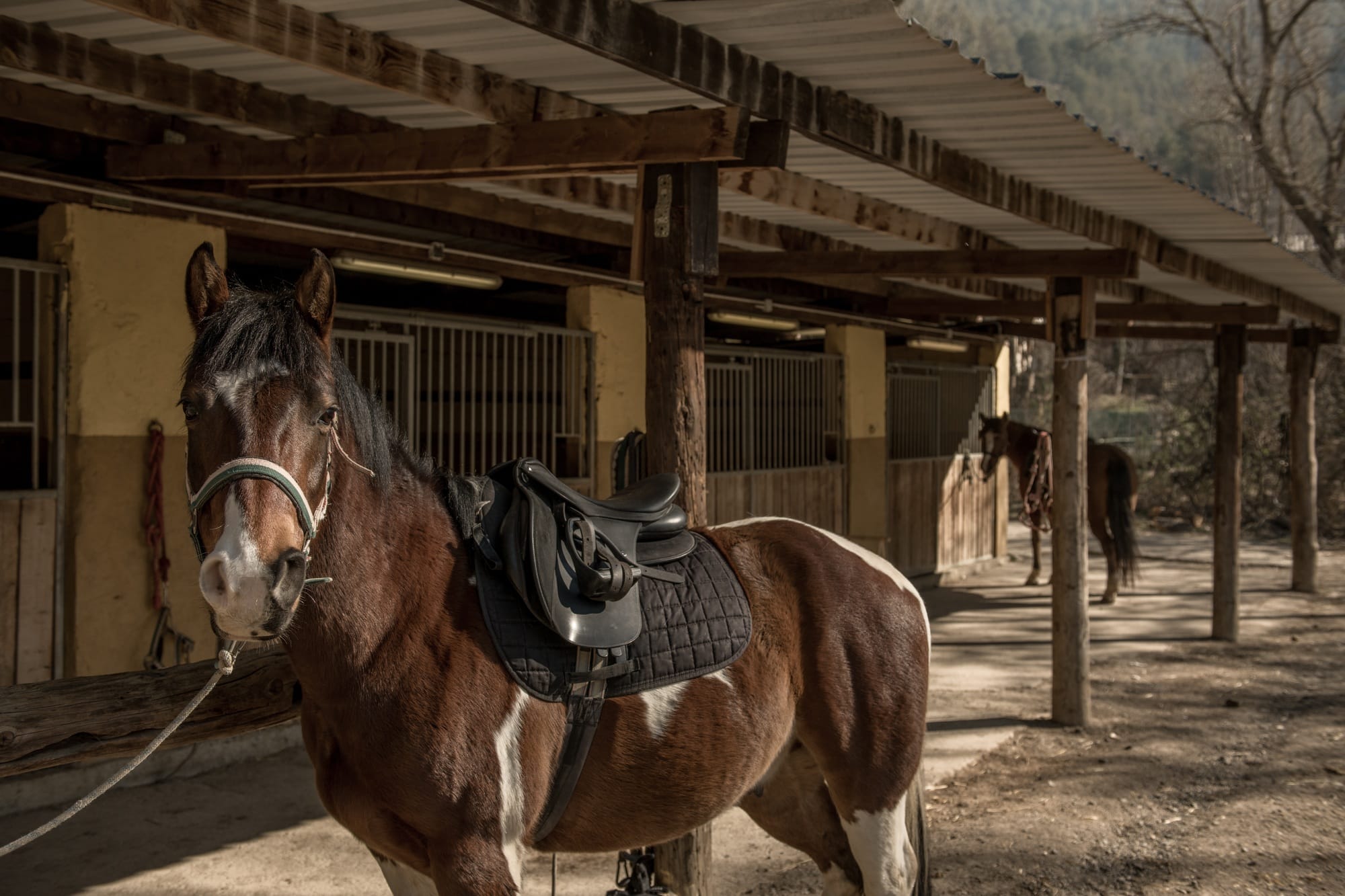 Saddled horse near stable