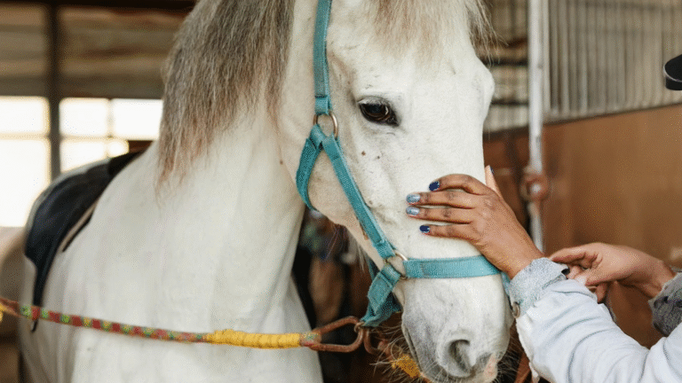Person petting a horse in a stable.