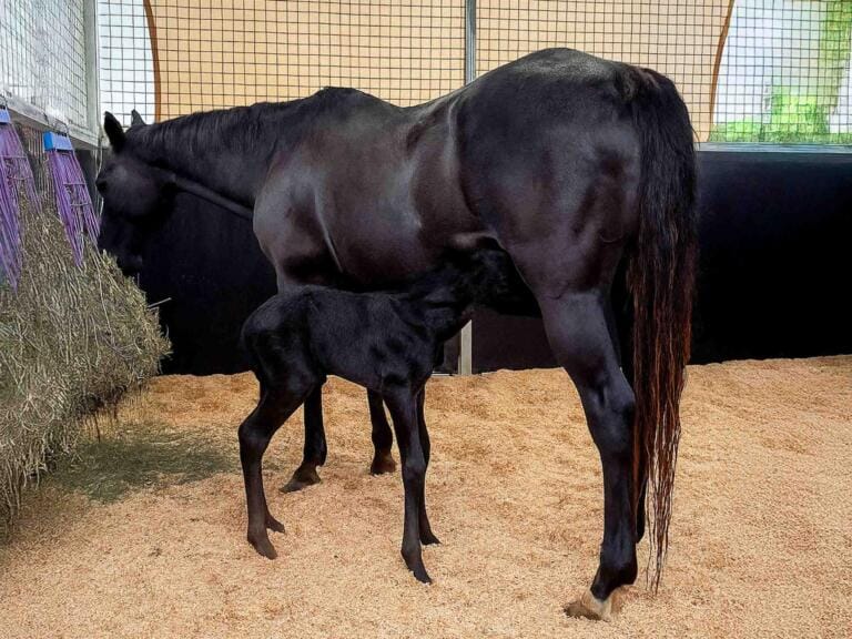 Foal feeding under mare in sand-floored steel stable