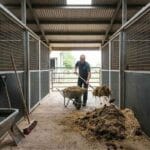 Person mucking out a modular horse stable with a broom and wheelbarrow, maintaining a clean, safe workspace inside a steel-framed barn.